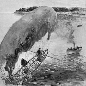 (1873-1932). Brazilian aviator. Santos-Dumont being rescued out of the Bay of Monaco after his airship crashed, 14 February 1902. Contemporary English illustration