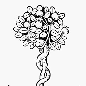 ADAM & EVE. The Tree of Knowledge. Woodcut from Meydenbachs Ortus Sanitatis, Mainz