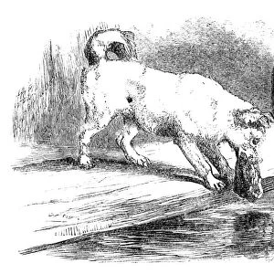 AESOP: DOG & SHADOW. The Dog and the Shadow. Wood engraving, American, 1873