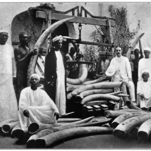 AFRICA: IVORY TRADE, c1900. Ivory being weighed, probably at Mombasa, Kenya, before