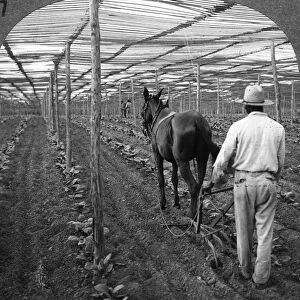 ALABAMA: TOBACCO, c1900. Shelter and cultivation of high-grade cigar tobacco in Alabama