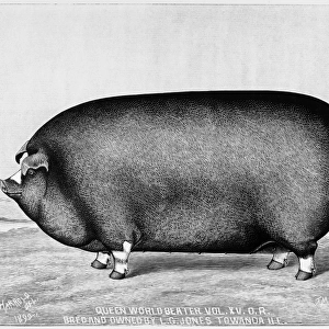 AMERICAN PIG, 1890. A prize pig bread and owned by L. G. Jones, Towanda, Illinois. Wood engraving, American, 1890