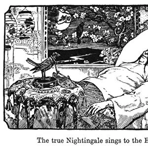 ANDERSEN: THE NIGHTINGALE. The true nightingale sings to the Emperor. Drawing by Henry J