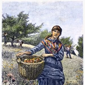 APPLE HARVEST, 1882. Wood engraving, American, 1882, after a drawing by Emily L. Phillips