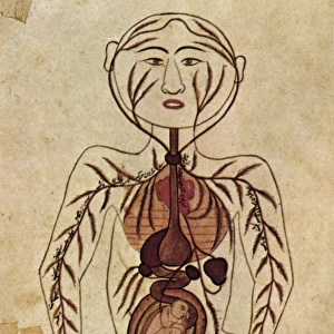 ARAB ANATOMICAL DRAWING. Diagram of a pregnant woman from a Persian copy of an 11th century Arabic medical text