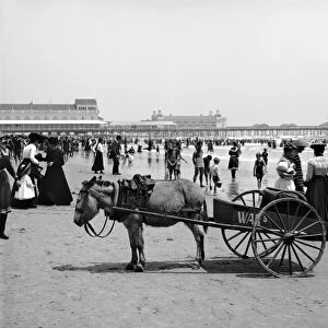 ATLANTIC CITY: BEACH, c1901. People at the beach in Atlantic City, with a donkey
