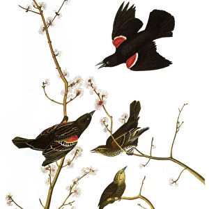 AUDUBON: BLACKBIRD, (1827). Red-winged Blackbird, or red-winged Starling (Agelaius phoeniceus) by John James Audubon for his Birds of America, 1827-38
