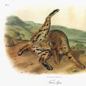 AUDUBON: BOBCAT. A female Texas bobcat, or spotted lynx (Lynx rufus texensis). Lithograph