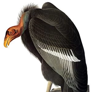 AUDUBON: CONDOR. California condor (Gymnogyps californianus), by John James Audubon for his Birds of America, 1827-38