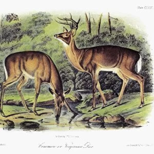AUDUBON: DEER. A male (left) and female white-tailed deer (Odocoileus virginianus)