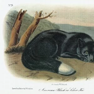 AUDUBON: FOX. Silver, or black, fox, a type of American red fox (Vulpes vulpes fulvus)
