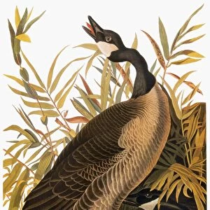 AUDUBON: GOOSE. Canada goose (Branta canadensis), from John James Audubons The Birds of America, 1827-1838