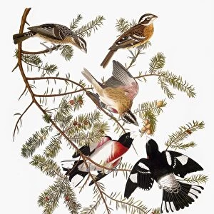 AUDUBON: GROSBEAK. Rose-breasted grosbeak (Pheucticus ludovicianus), from John James Audubons The Birds of America, 1827-1838