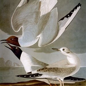 AUDUBON: GULL. Bonapartes gull (Larus Bonapartii), from John James Audubons The Birds of America, 1827-1838