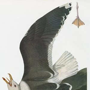 AUDUBON: GULL. Great, or Greater, Black-backed Gull (Larus marinus)