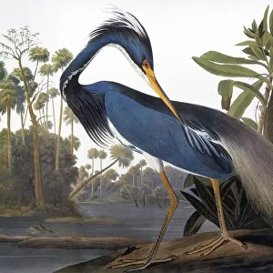 AUDUBON: HERON, 1827. Louisiana Heron (Hydranassa tricolor). Colored engraving from John James Audubons The Birds of America, 1827