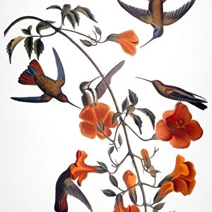 AUDUBON: HUMMINGBIRD. Black-throated mango (or mangrove) hummingbird, from John James Audubons The Birds of America, 1827-1838