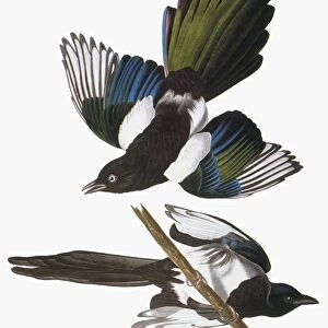 AUDUBON: MAGPIE. Black-billed magpie (Pica pica), from John James Audubons The Birds of America, 1827-1838