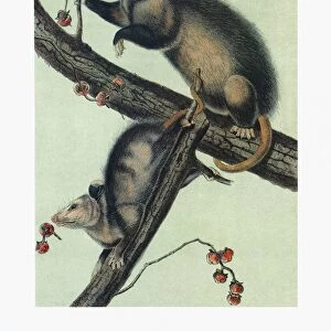 AUDUBON: OPOSSUM. Virginia opossum (Didelphis virginiana)