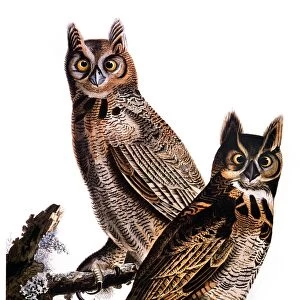 AUDUBON: OWL, (1827-1838). Great Horned Owl (Bubo virginianus) by John Audubon for his Birds of America, 1827-1838