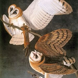 AUDUBON: OWL. Barn owl (Tyto alba), from John James Audubons The Birds of America, 1827-1838