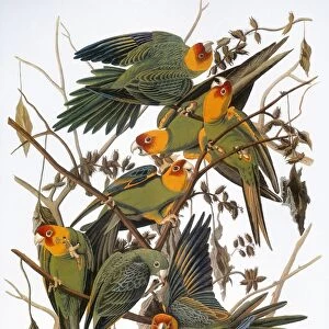 AUDUBON: PARAKEET. Carolina Parakeet, or Carolina Parrot (Conuropsis carolinensis), from John James Audubons The Birds of America, 1827-1838