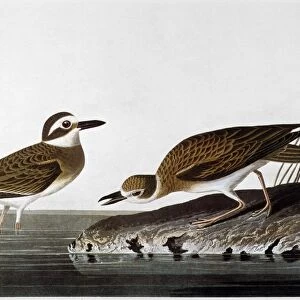 AUDUBON: PLOVER, 1827-38. Wilsons plover (Charadrius wilsonia), by John James Audubon for his Birds of America, 1827-38