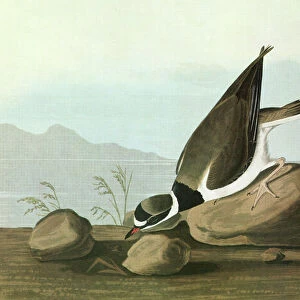 AUDUBON: PLOVER. Semipalmated Plover (Charadrius semipalmatus)