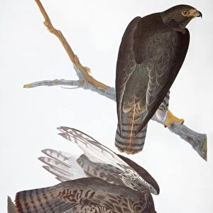 AUDUBON: RED-TAILED HAWK. Harlans Red-tailed Hawk (Buteo jamaicensis) by John James Audubon for his Birds of America, 1827-1838