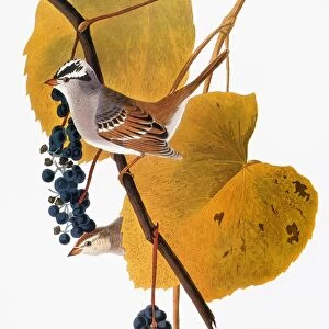 AUDUBON: SPARROW. White-crowned sparrow (Zonotrichia leucophrys), from John James Audubons Birds of America, 1827-1838