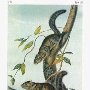 AUDUBON: SQUIRREL. Collies squirrel (Sciurus colliaei)