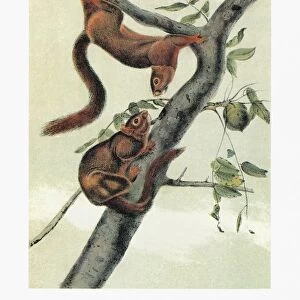 AUDUBON: SQUIRREL. Delta fox squirrel, or orange-bellied squirrel (Sciurus niger subauratus)