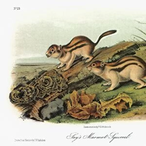 AUDUBON: SQUIRREL. Golden-mantled, or Says, ground squirrel (Callospermophilus lateralis