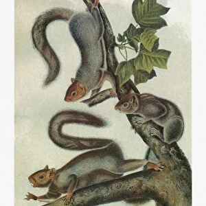 AUDUBON: SQUIRREL. Migratory, or northern gray, squirrel (Sciurus migratorius)