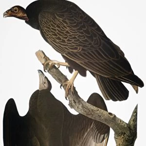 AUDUBON: TURKEY VULTURE. Turkey vulture, or buzzard (Cathartes aura), by John James Audubon for his Birds of America, 1827-1838