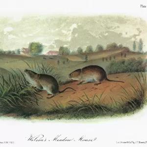 AUDUBON: VOLE. Eastern meadow vole, or meadow mouse (Microtus pennsylvanicus pennsylvanicus