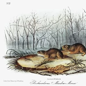 AUDUBON: VOLES. North American water vole (Microtus richardsoni), left, and Drummond vole