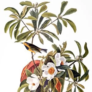 AUDUBON: WARBLER, 1827-38. Bachmans warbler (Vermivora bachmanii) by John James Audubon for his Birds of America, 1827-1838