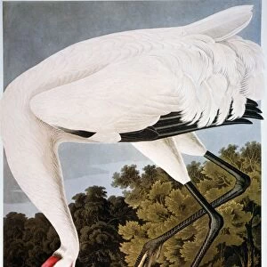 AUDUBON: WHOOPING CRANE. Whooping crane (Grus americana), by John James Audubon for his Birds of America, 1827-1838