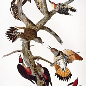 AUDUBON: WOODPECKERS. Hairy woodpeckers (top left); Red-bellied woodpeckers (top right); Common flickers / Red-shafted woodpeckers (center); below them, Lewiss woodpeckers; Yellow-bellied sapsuckers / Red-breasted woodpeckers (bottom). From John James Audubons The Birds of America, 1827-1838