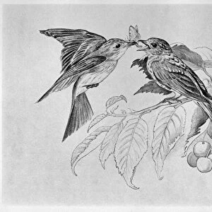 BLACKBURN: BIRDS, 1861. Spotted Flycatcher. Illustration by Jemima Blackburn, 1895