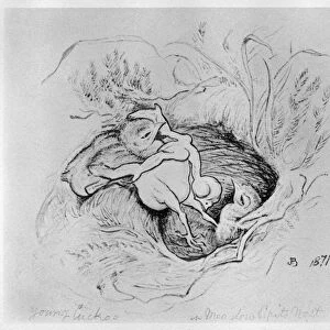 BLACKBURN: BIRDS, 1871. The Cuckoo in the Pipits Nest. Illustration by Jemima Blackburn