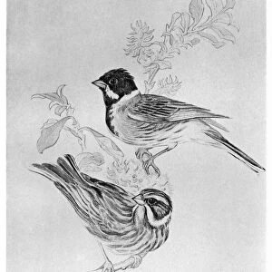 BLACKBURN: BIRDS, 1895. Black-Headed Bunting. Illustration by Jemima Blackburn, 1895