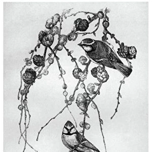 BLACKBURN: BIRDS, 1895. Blue Tit. Illustration by Jemima Blackburn, 1895