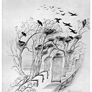 BLACKBURN: BIRDS, 1895. Bridge Castle Bathgate - The Rook. Illustration by Jemima Blackburn