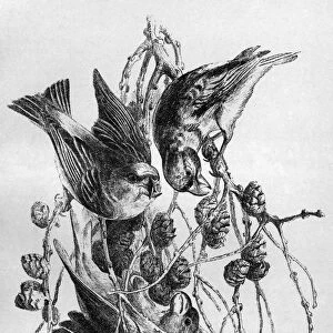 BLACKBURN: BIRDS, 1895. Crossbill. Illustration by Jemima Blackburn, 1895