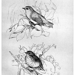 BLACKBURN: BIRDS, 1895. European Robin. Illustration by Jemima Blackburn, 1895