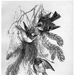 BLACKBURN: BIRDS, 1895. Golden-Crested Wren. Illustration by Jemima Blackburn, 1895