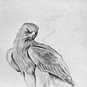 BLACKBURN: BIRDS, 1895. Golden Eagle. Illustration by Jemima Blackburn, 1895