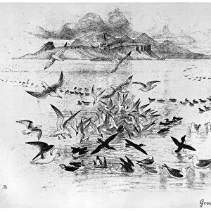 BLACKBURN: BIRDS, 1895. Group of Sea Birds. Illustration by Jemima Blackburn, 1895